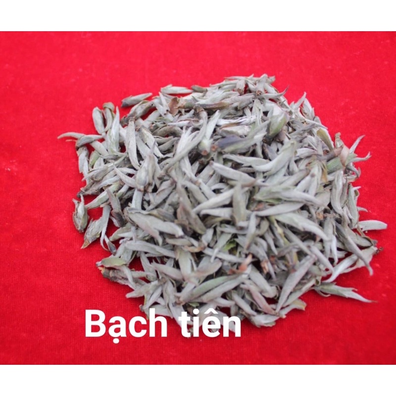 BẠCH TRÀ TIÊN 🍃 DÒNG TRÀ ĐẶC BIỆT QUÝ HIẾM TÂY CÔN LĨNH - HÀ GIANG