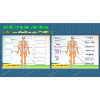 Sơ đồ cơ quan vận động