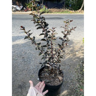 [Cây giống hoa] Tường vy đỏ huyết long