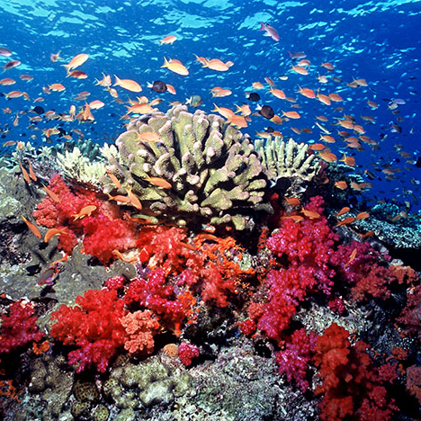 Mỹ Nghệ Vỏ Ốc