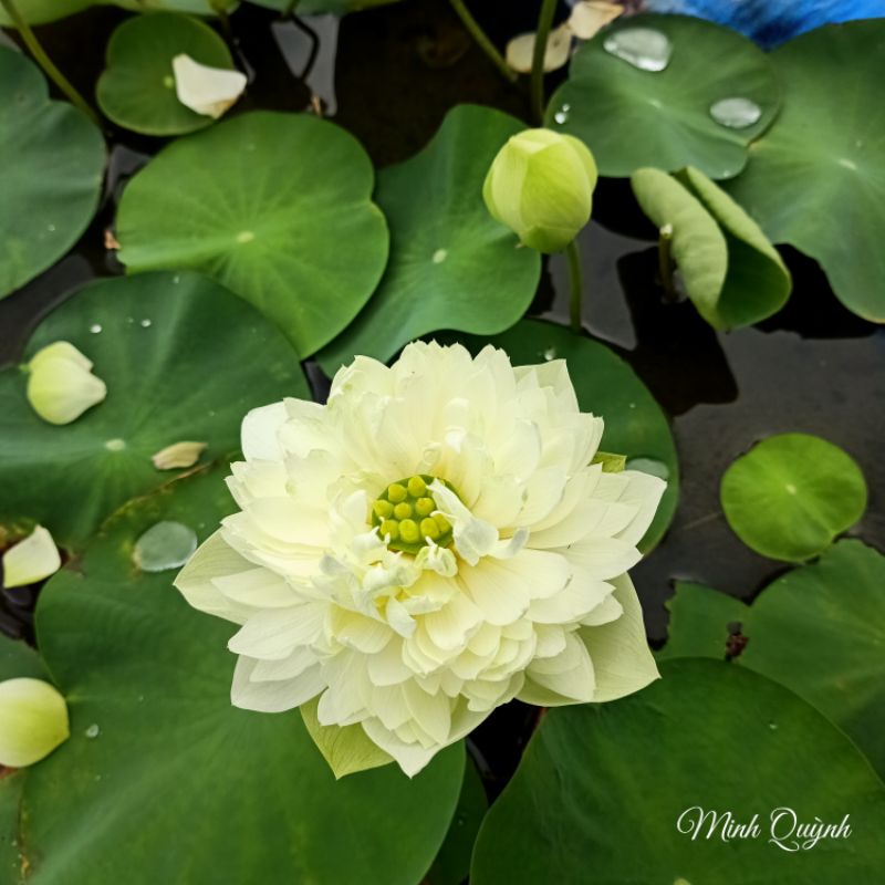 Củ sen táo trắng