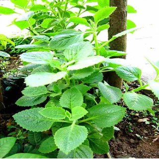 Hạt giống Húng Chanh_rau thơm lùn