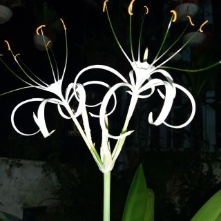 Cây Bạch Trinh Biển