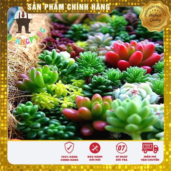 20 Hạt giống Sen đá Kim cương (tặng gói Kích nẩy mầm và Hướng dẫn) VIETSEED