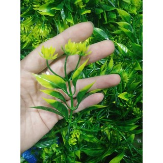 CỎ ĐIỂM KÝ - ĐIỂM HOA LÁ