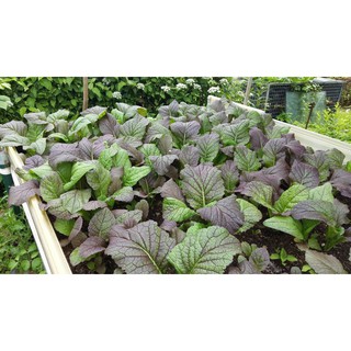Hạt giống cải chít đỏ - 2gr