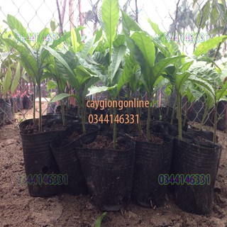 Cây vú sữa hoàng kim