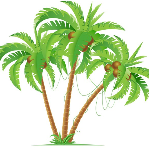 coconut's shop