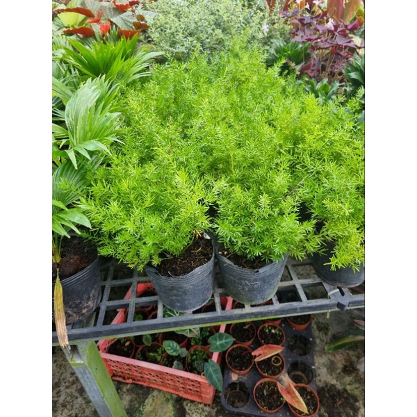 Chậu Cây thiên môn  -  kim môn đông