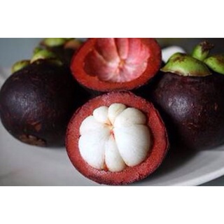 Cây măng cụt giống