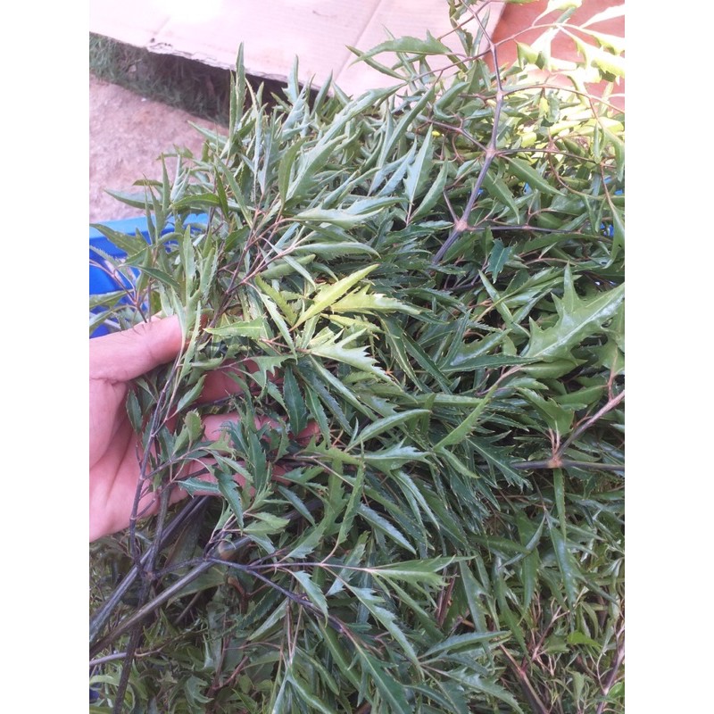 Lá đinh lăng tươi