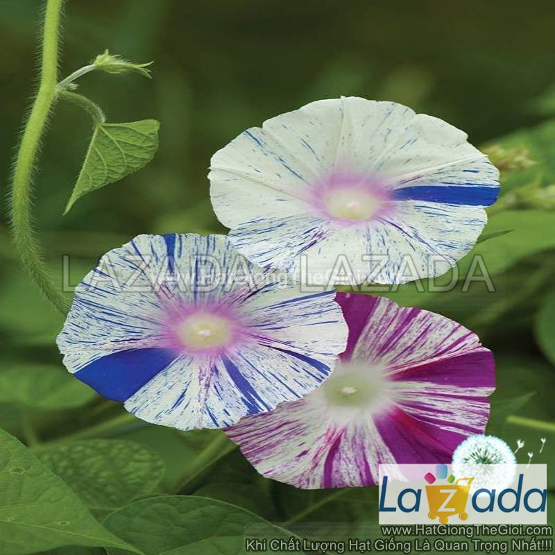 10h Hạt Giống Dây Leo Hoa Bìm Bìm Mix Sọc Venus (C2.201| -KD: B35*V52*M180)