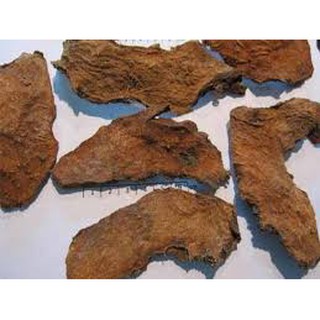  Cây mướp gai, caây móp gai