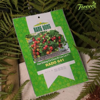 HẠT GIỐNG CÀ CHUA BI LÙN LAI F1 RADO 641