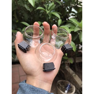 cóng thuỷ tinh mào