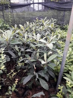 Cây giống nhót nhật (biwa)