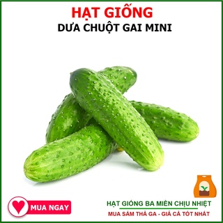 Hạt Giống Dưa Chuột Gai Mini 1gram