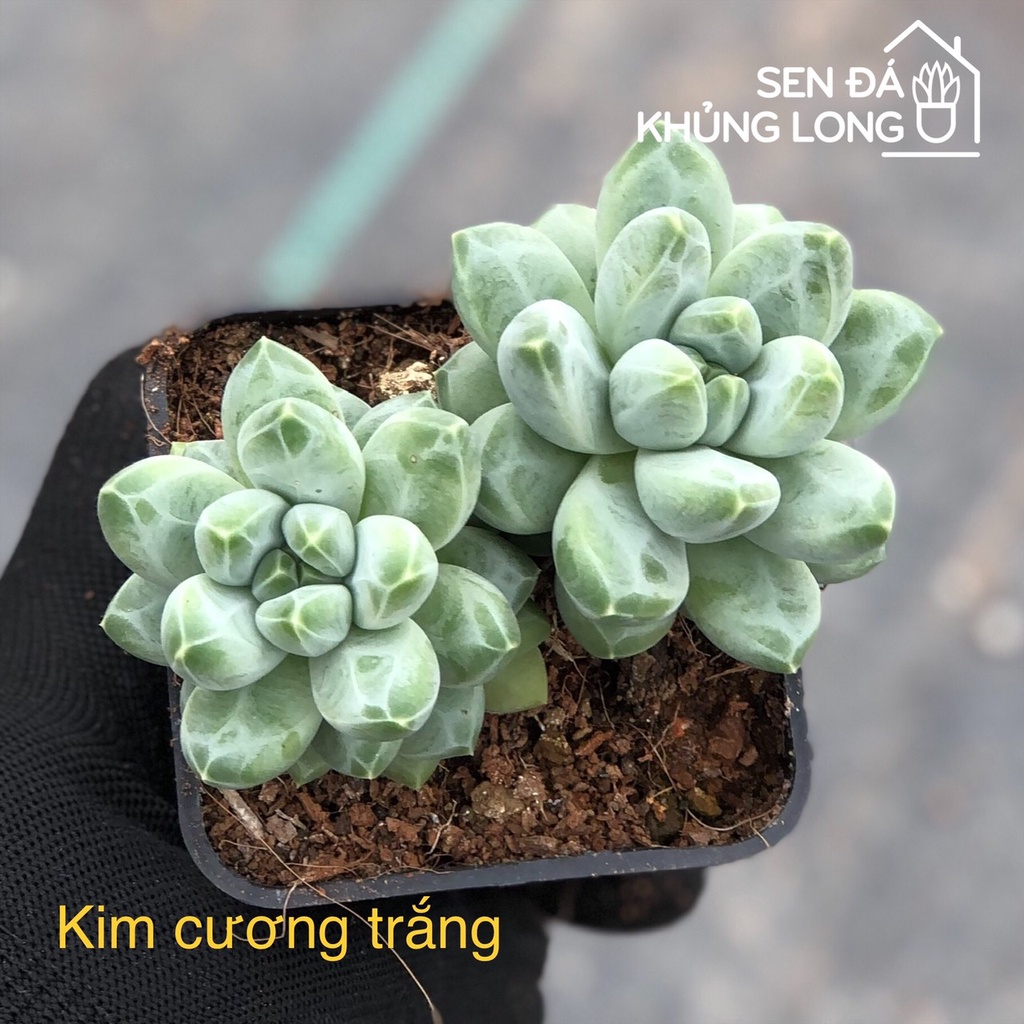 Sen đá Kim Cương Trắng - pachyphytum compactum rose