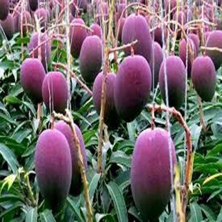Hạt giống xoài tím