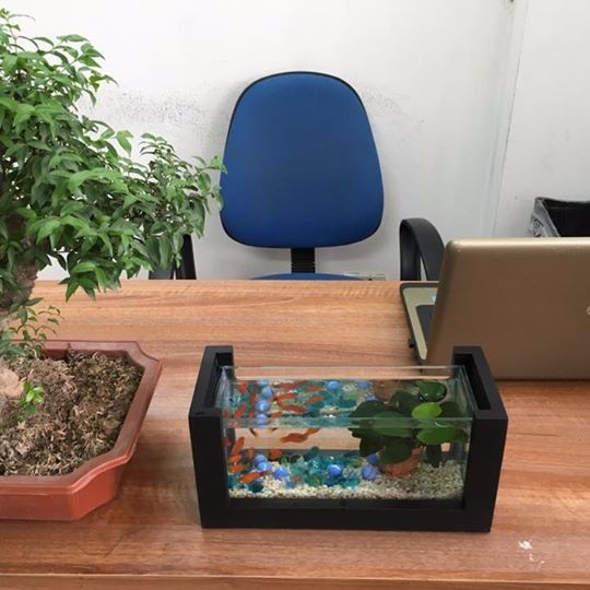 Bể Cá Mini Để Bàn