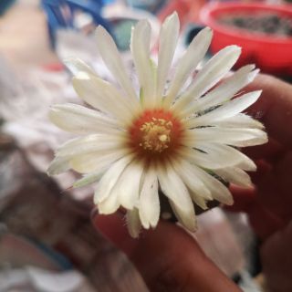 Xương rồng Aster (4-5cm)
