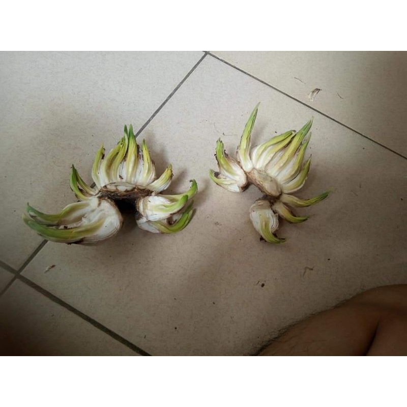 1 Củ hoa Thủy Tiên size Đặc đại hoàng loại thùng 24 củ