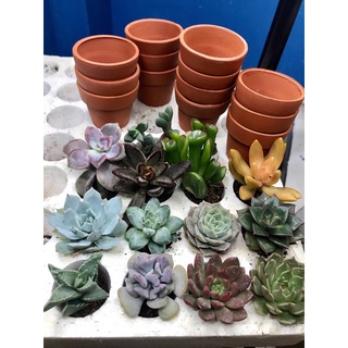 Chậu cây sen đá mini size 3-5cm được chọn cây
