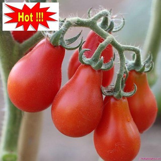 Hạt giống cà chua lê quả đỏ gói 30 hạt