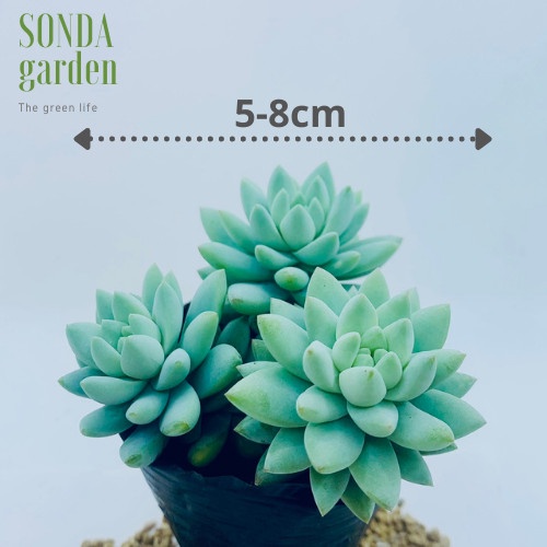 Sen đá chuỗi ngọc đứng lam SONDA GARDEN size bé 5-8cm, xuất xứ Đà Lạt, khoẻ đẹp, lỗi 1 đổi 1