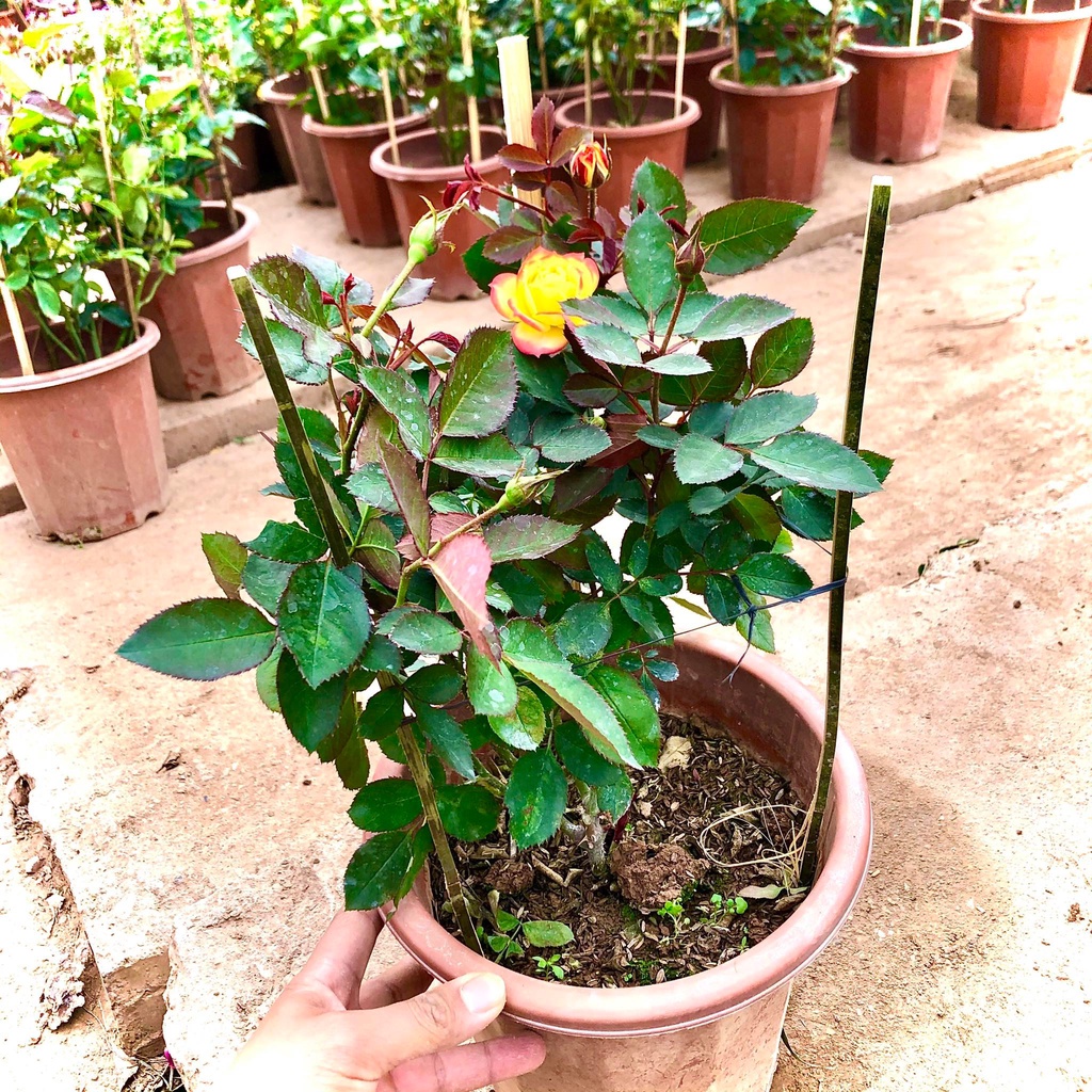 Cây hoa hồng đổi màu- Cây nguyên bản trưởng thành cao 60 cm đang nụ và hoa (Ảnh thật)