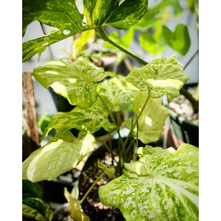 (Hỏa Tốc) Cây Môn Caladium | Bụi lớn