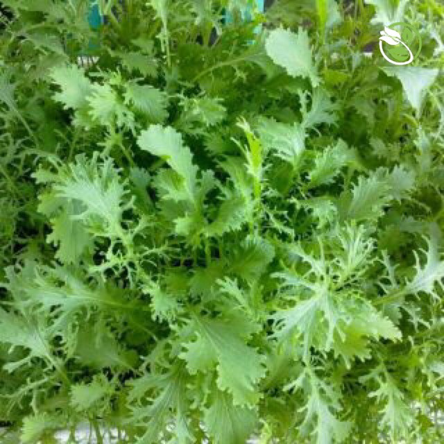 Hạt Giống Cải Bẹ Xanh Ngọt Đuôi Phụng PN-28 Phú Nông - Gói 20g - Serrate Leaf Chinese Tsoisim