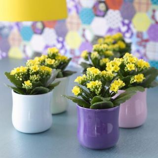 Cây giống sống đời đơn/ kép( hết cánh đơn )