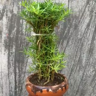 Hoa mười giờ ( bon sai)