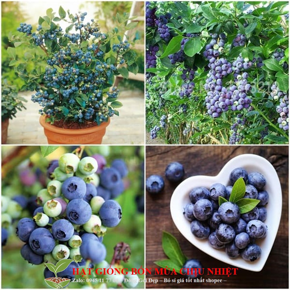 71a Hạt giống Việt quất  ĐẾN MÙA luckyseed hạt siêu rẻ
