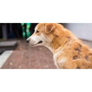 Sữa tắm FAY Medicare