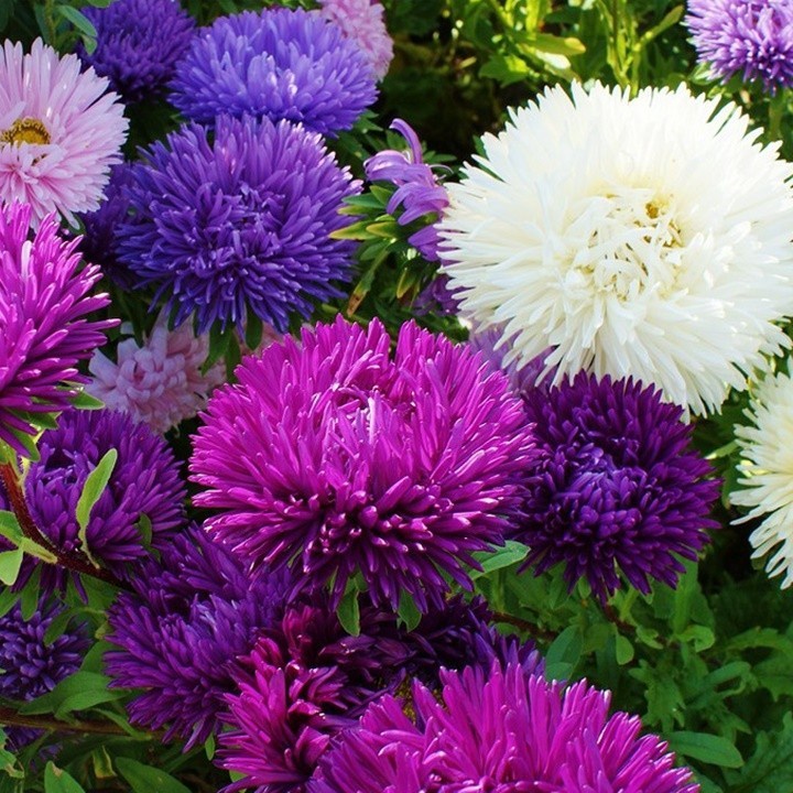 HẠT GIỐNG HOA CÚC ĐÀI LOAN Hạt giống Nhu cầu, Bột Puff China Aster (Callistephus chinensis) Gói hạt Mỗi loại