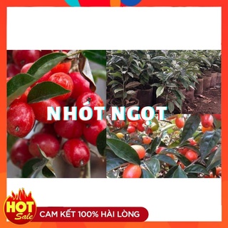 Cây Giống Nhót Ngọt Siêu Quả ( 5 cây )