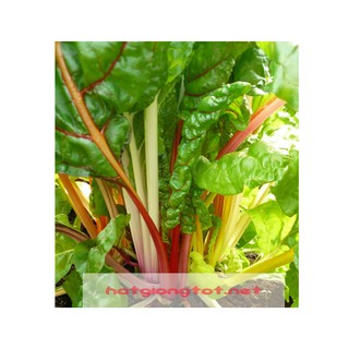 Hạt giống cải cầu vồng Swiss Chard