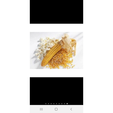 Bắp hạt giống bắp mỹ organic dùng làm thức ăn cho vật nuôi .