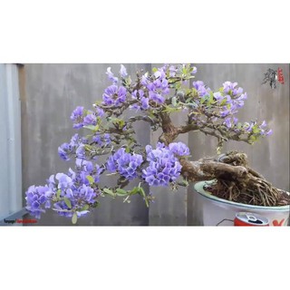 CHẬU CÂY LINH SAM (CÂY SAM NÚI ) DÒNG SÔNG HINH LÁ TO- SIÊU BÔNG