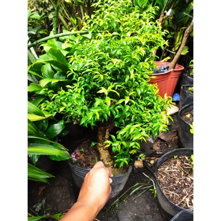 Cây mai chiếu thủy gốc bonsai như hình