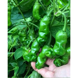 Hạt Giống Ớt Cu Tí (Ớt Peter ) { gói 10 hạt }
