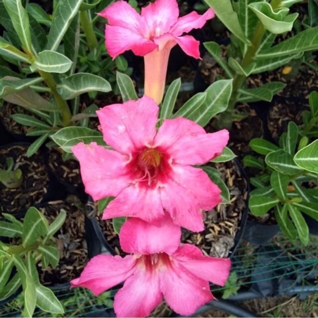 Cây sứ Thái đơn