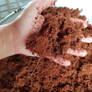 Mụn dừa/ Mụn dừa ép cục/ Mụn dừa đã xử lý