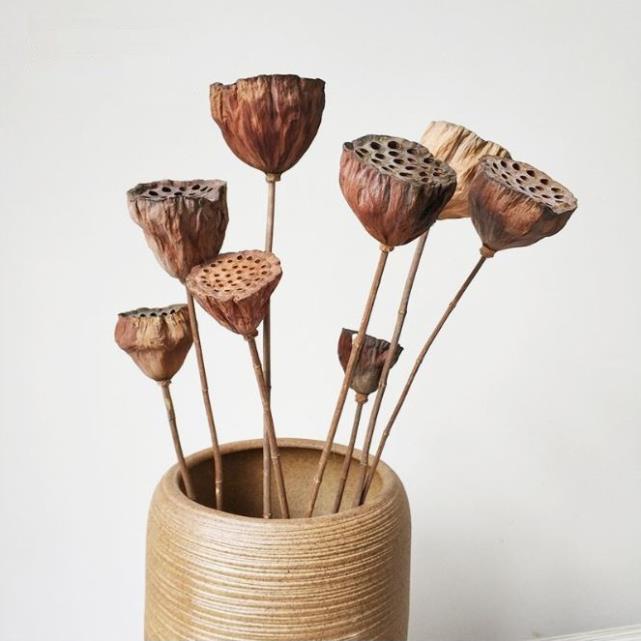 Đài Hoa Sen Khô Tự Nhiên Trang Trí Decor