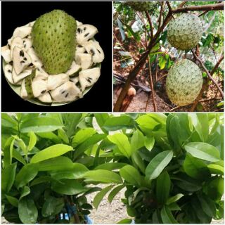 Cây giống mãng cầu xiêm