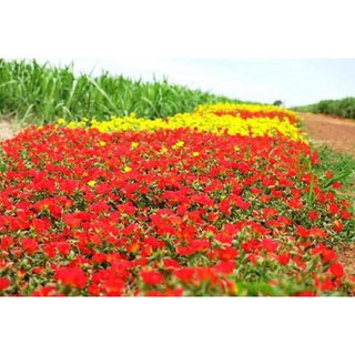 Hạt giống Hoa mười giờ kép 0.6gr (200 hạt)