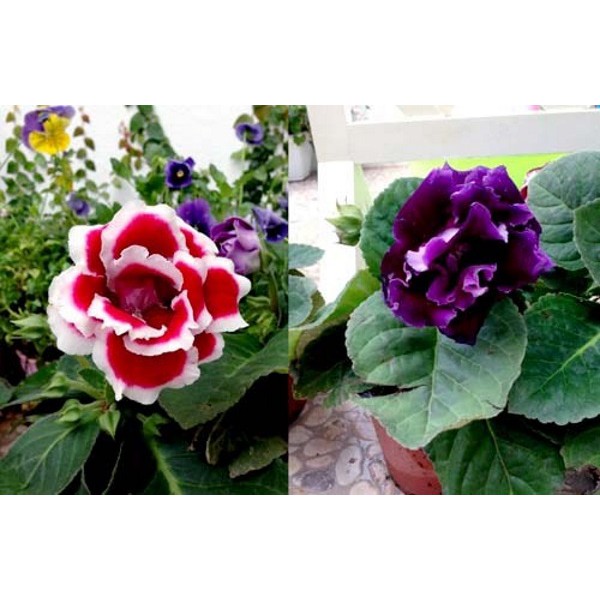 Hạt giống hoa Tử La Lan kép cánh Mix nhiều màu