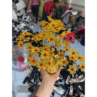 cây kim tiền vàng
